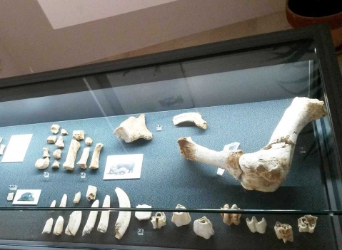 Vetrine espositive per musei della linea Argurion Museo Castello Aragonese di Otranto